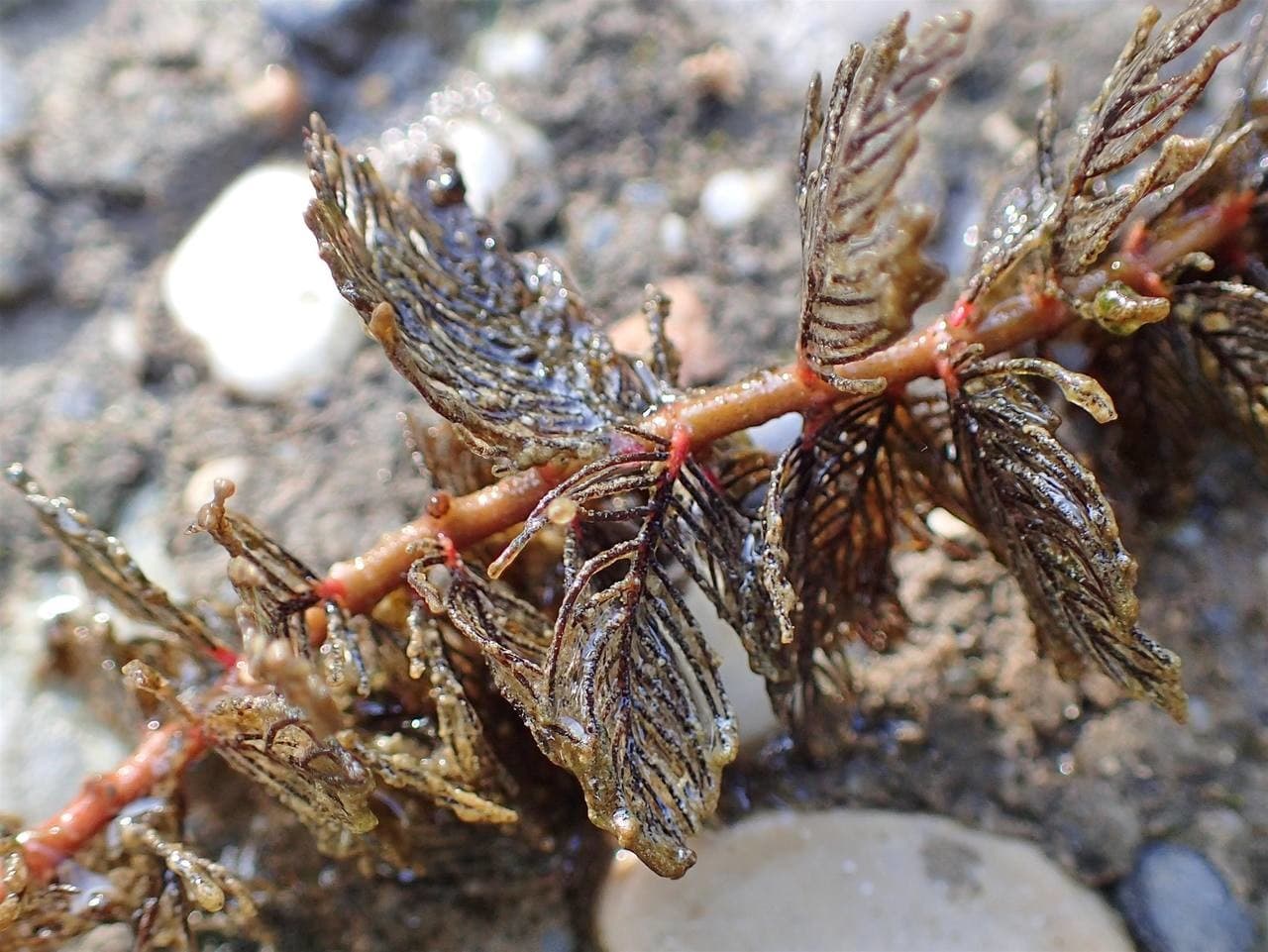 spiked water milfoil