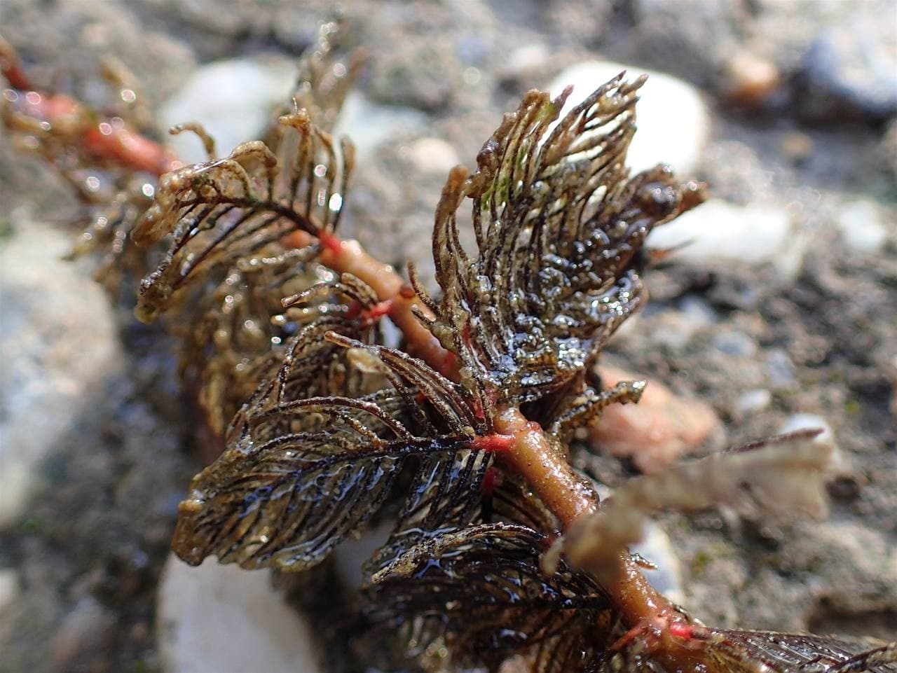 spiked water milfoil