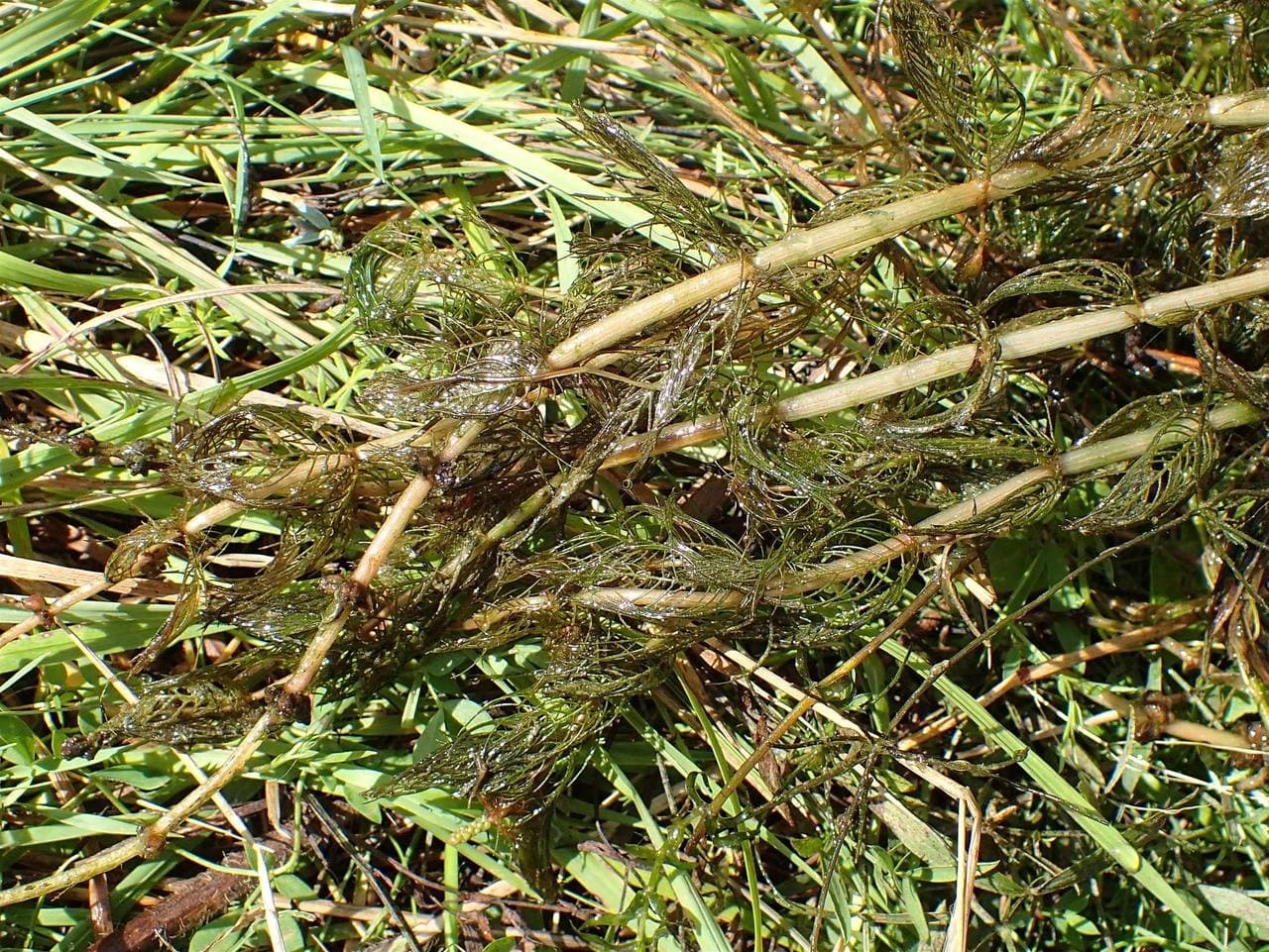 spiked water milfoil