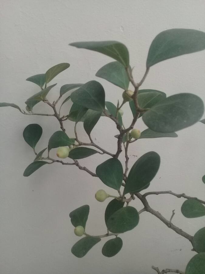 mistletoe fig