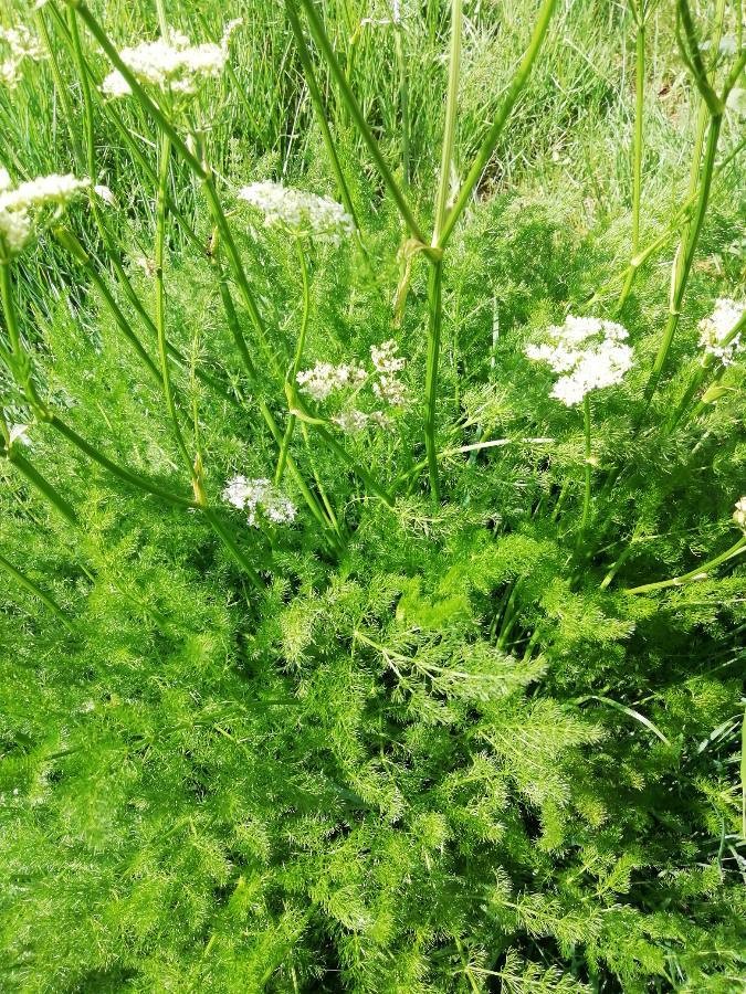 caraway