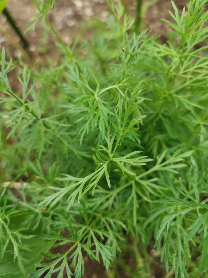 caraway