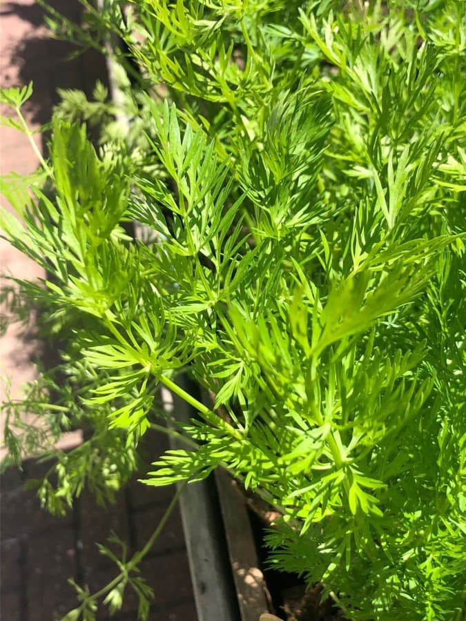 caraway