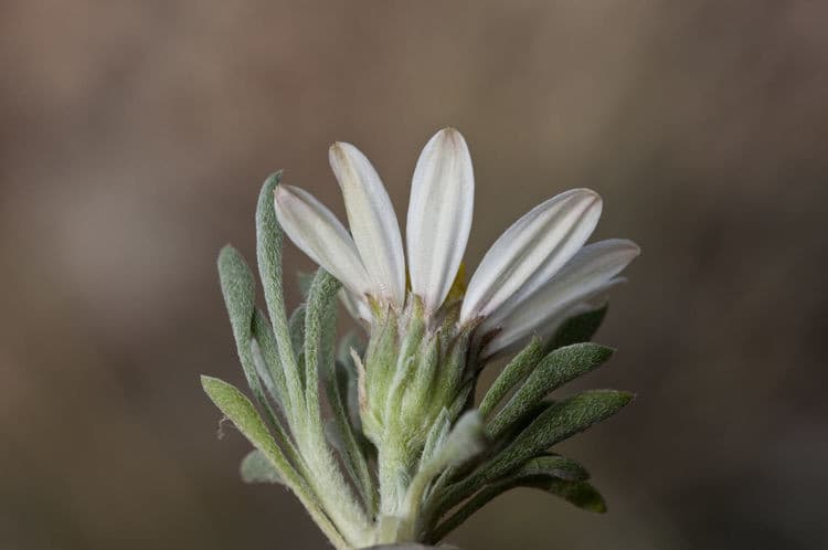 Easter daisy