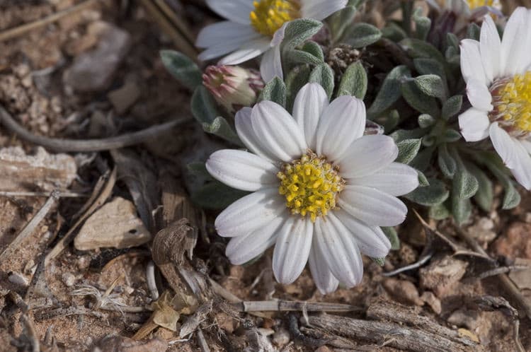 Easter daisy