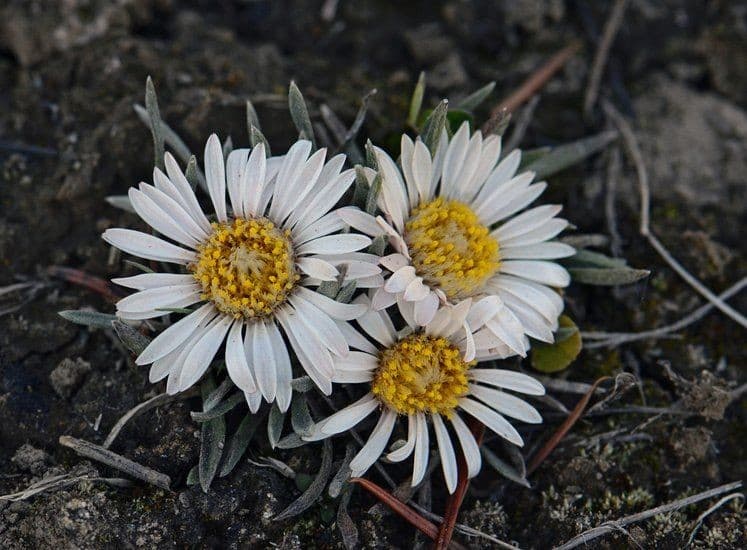 Easter daisy