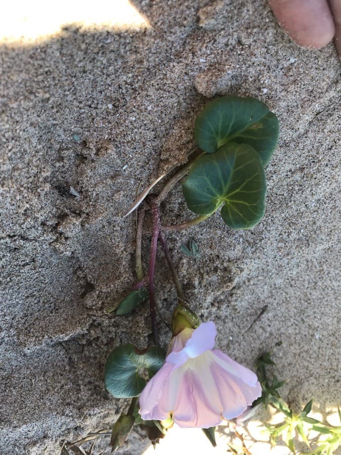 sea bindweed