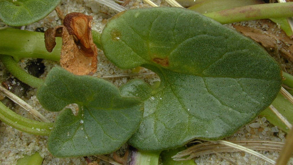 sea bindweed