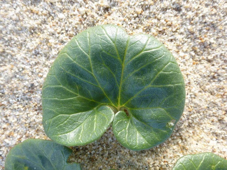 sea bindweed