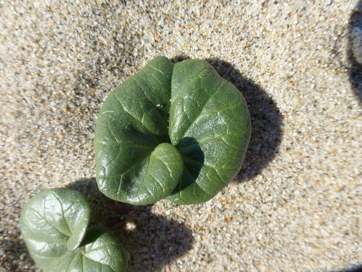 sea bindweed