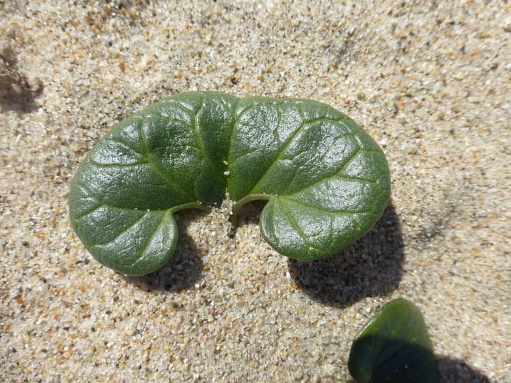 sea bindweed