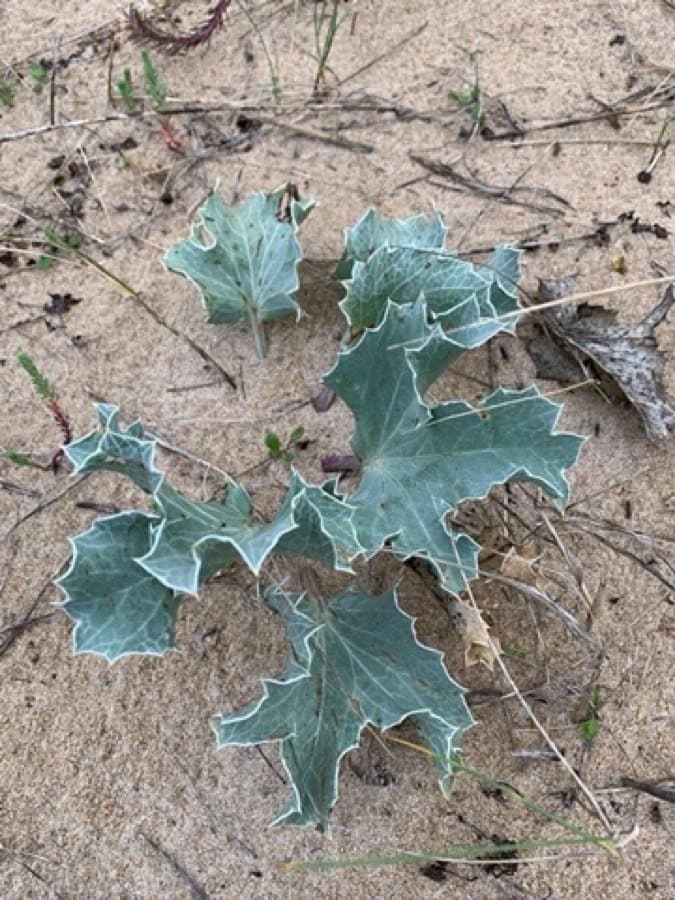 sea eryngo