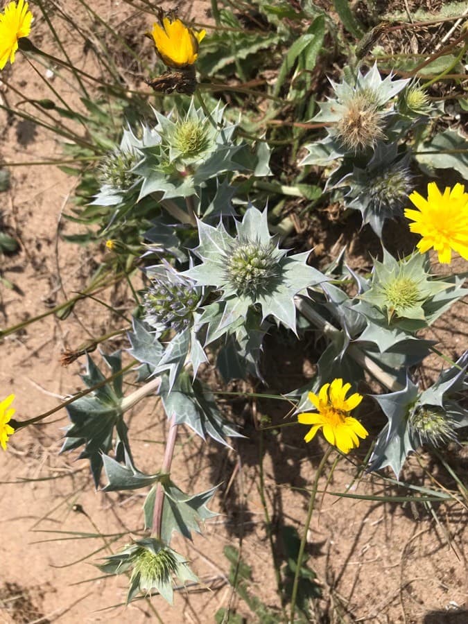 sea eryngo