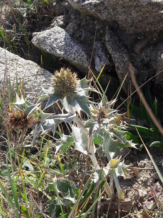 sea eryngo