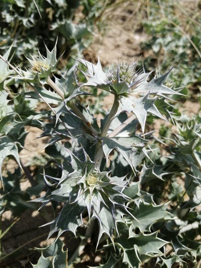 sea eryngo