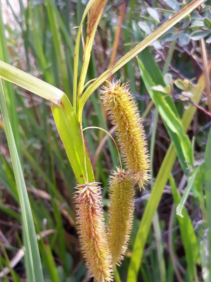 cyperus sedge