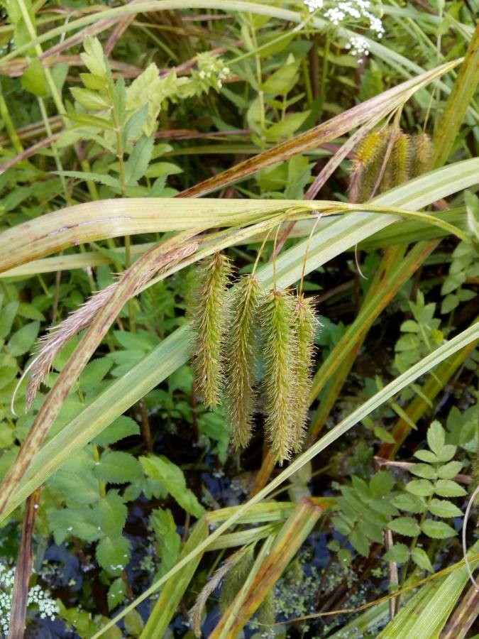 cyperus sedge