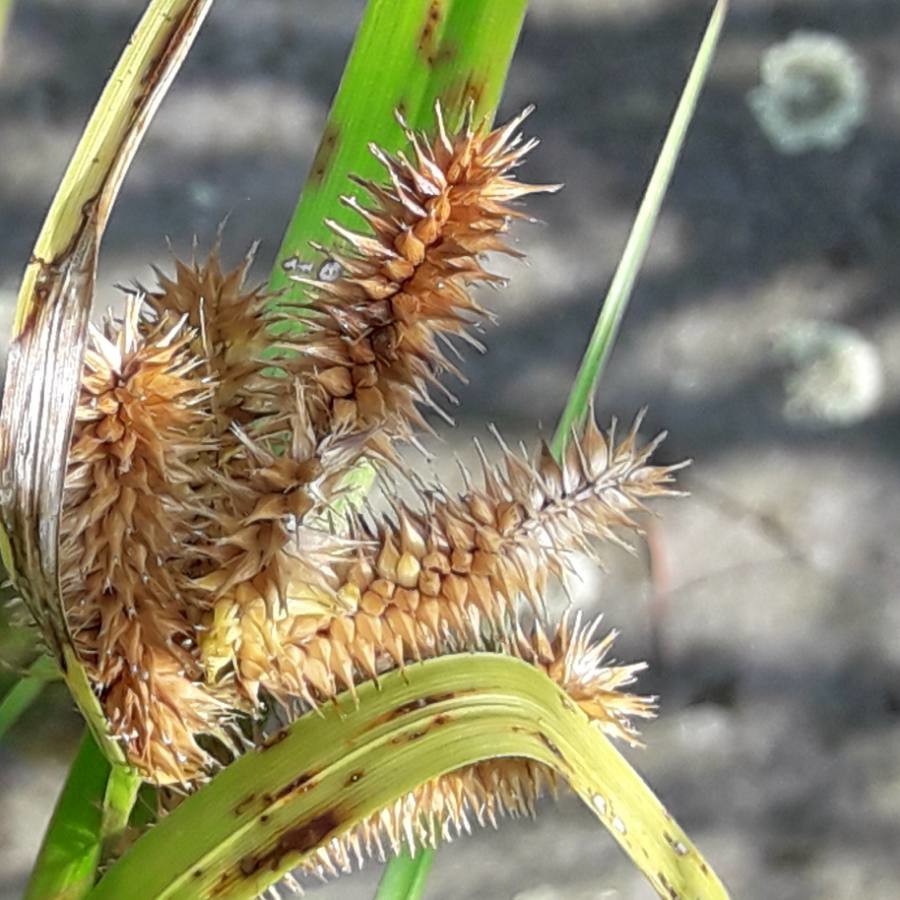 cyperus sedge