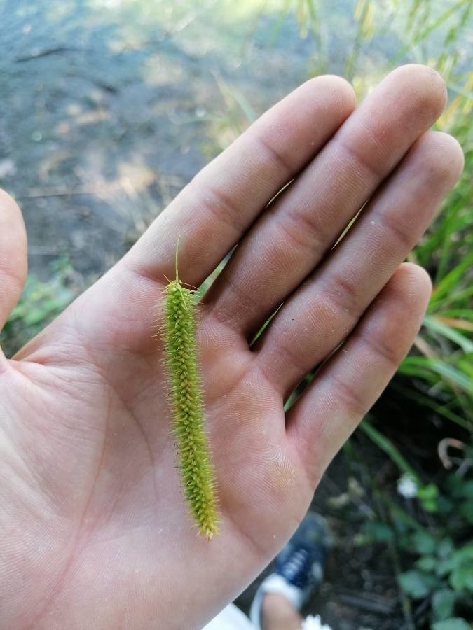 cyperus sedge