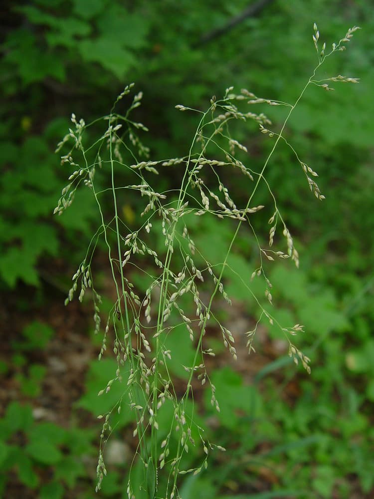 millet grass 'Yaffle'