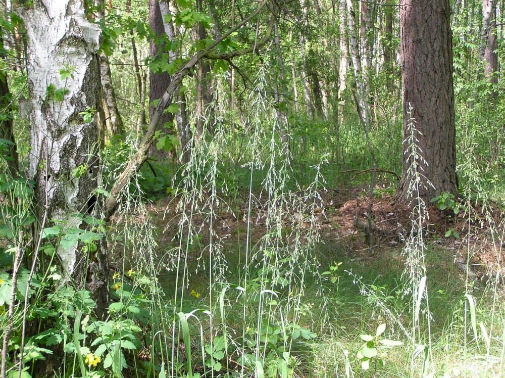 millet grass 'Yaffle'