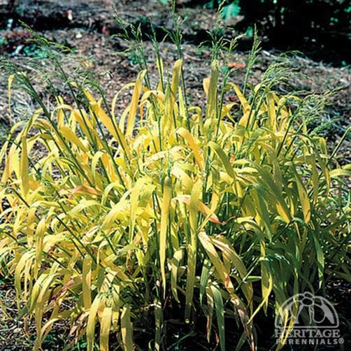 millet grass 'Yaffle'