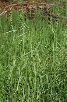 Bowles's golden grass