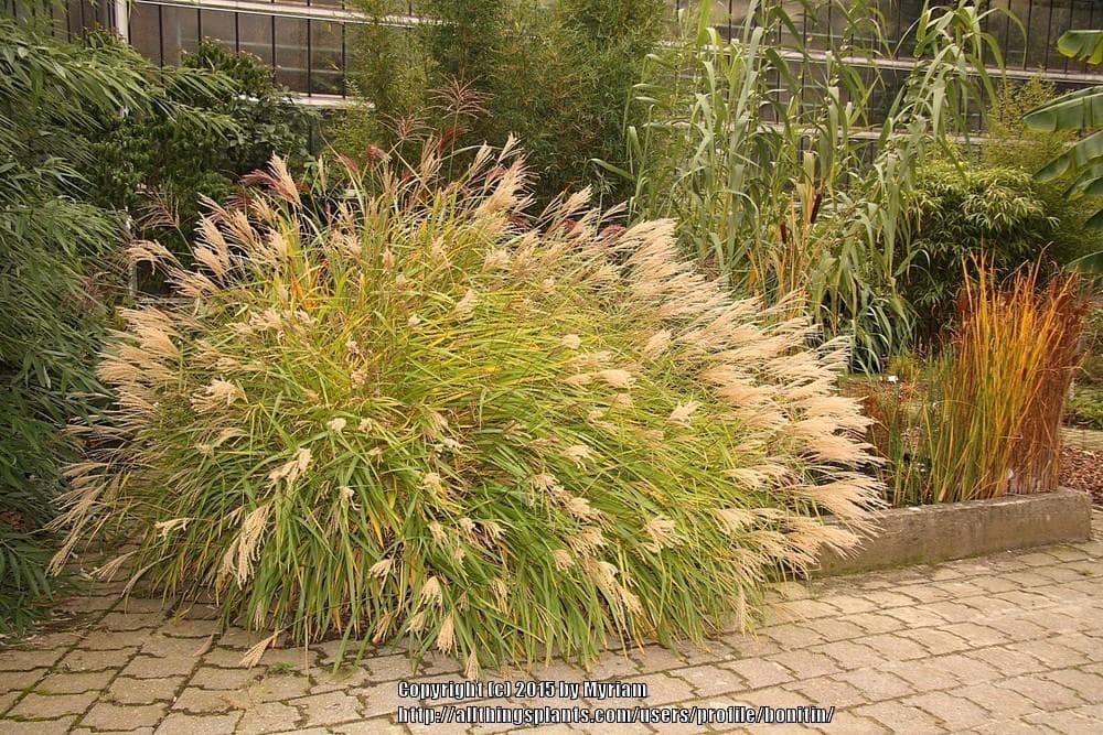 small Japanese silver grass 'Afrika'