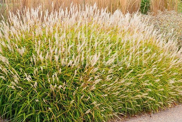 small Japanese silver grass 'Afrika'