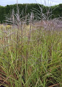 small Japanese silver grass 'Afrika'