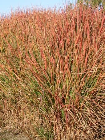 small Japanese silver grass 'Afrika'