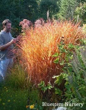 small Japanese silver grass 'Afrika'