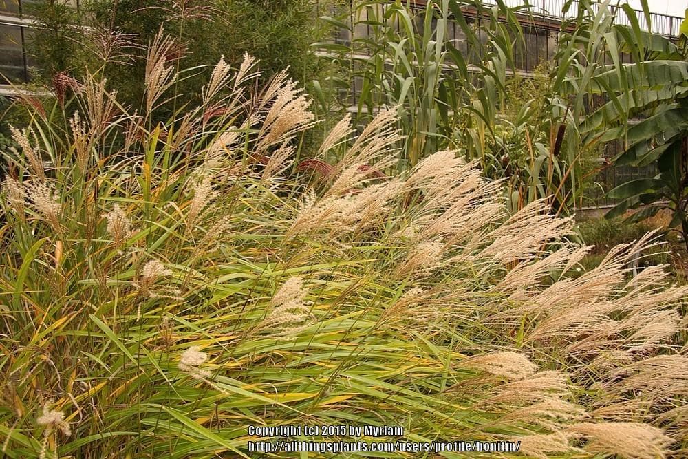 small Japanese silver grass 'Afrika'