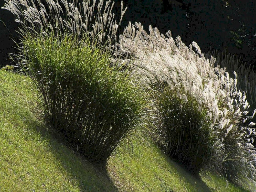 small Japanese silver grass 'Afrika'