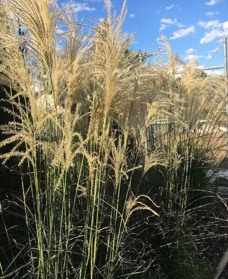 small Japanese silver grass 'Afrika'