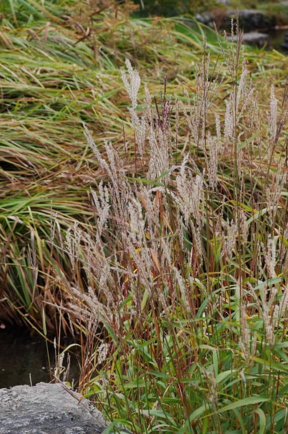 small Japanese silver grass 'Afrika'