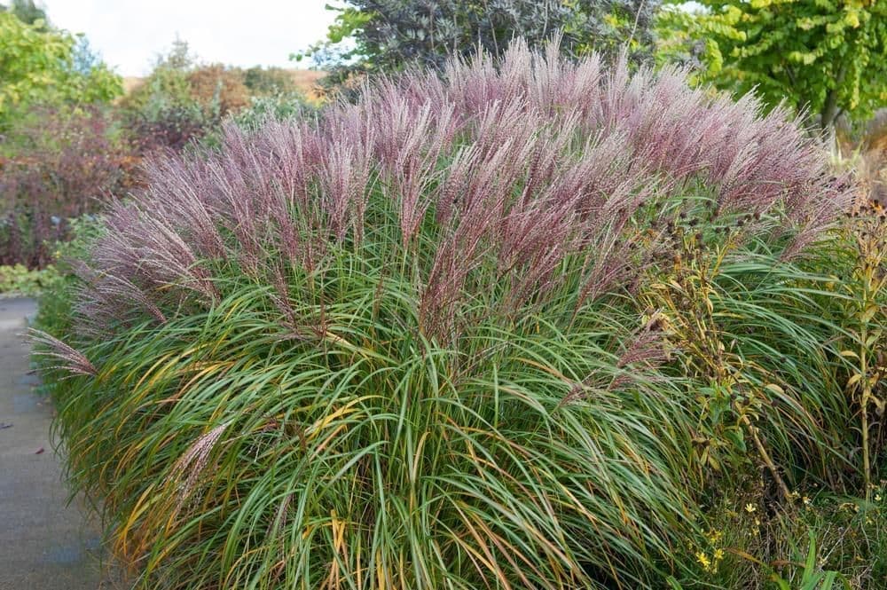 zebra grass