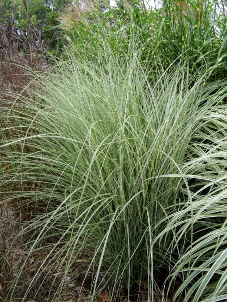 zebra grass