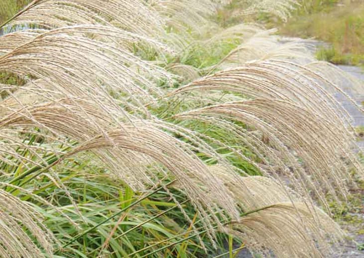 zebra grass