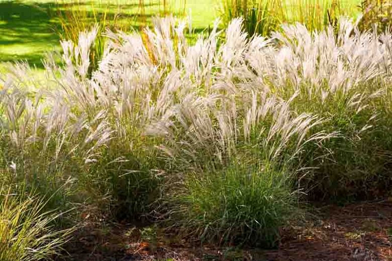 zebra grass