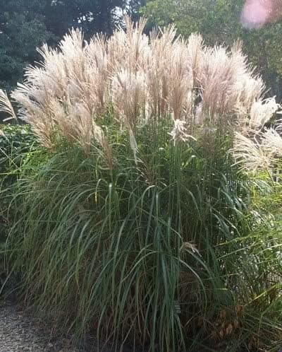 zebra grass