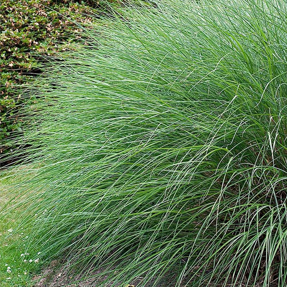 zebra grass