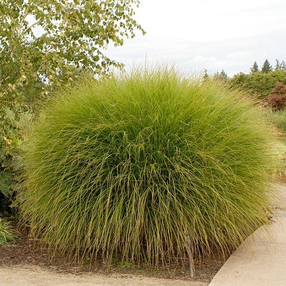 eulalia 'Yakushima Dwarf'