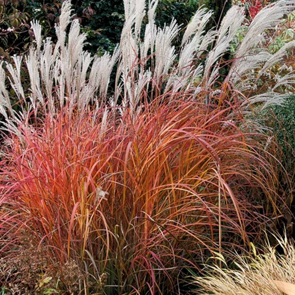 eulalia 'Yakushima Dwarf'