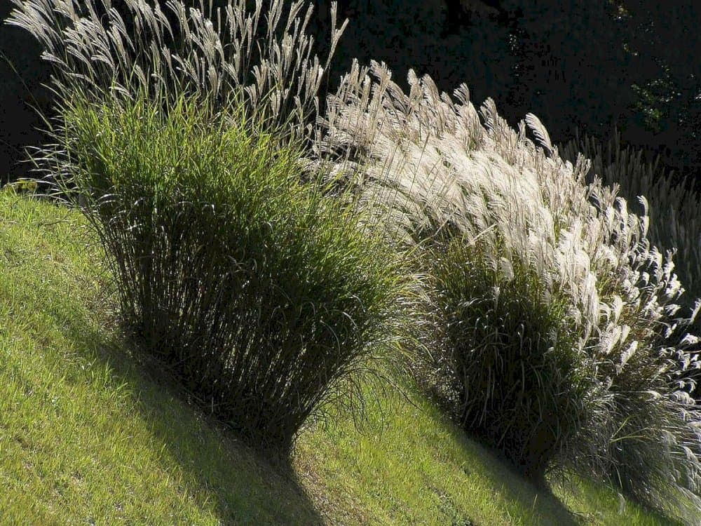 eulalia 'Yakushima Dwarf'