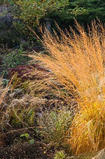 variegated purple moor-grass