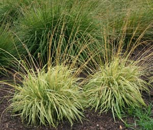 variegated purple moor-grass