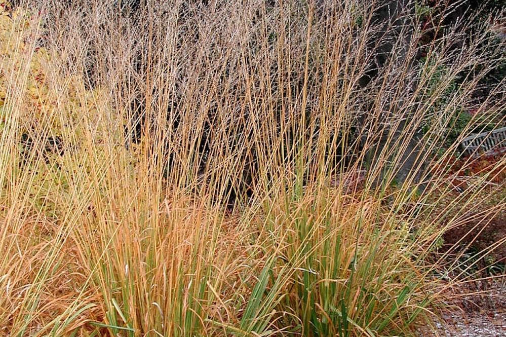 variegated purple moor-grass