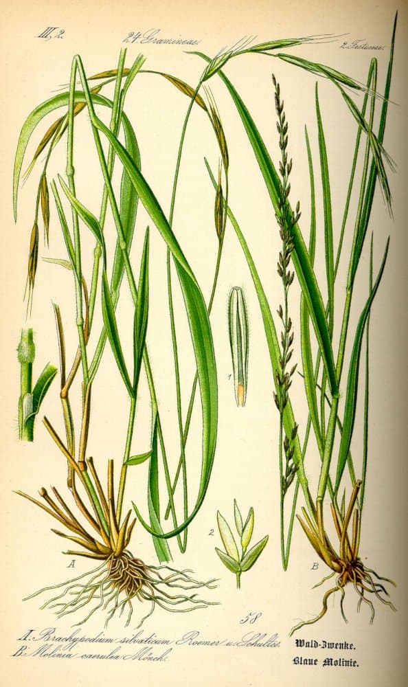 variegated purple moor-grass