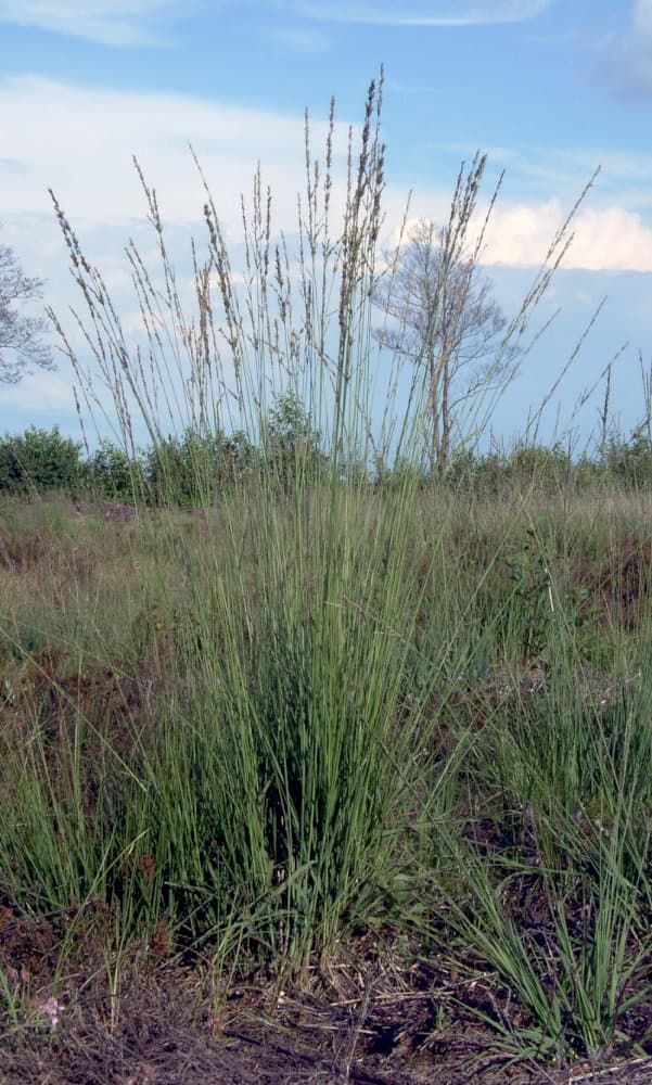 purple moor-grass 'Moorhexe'